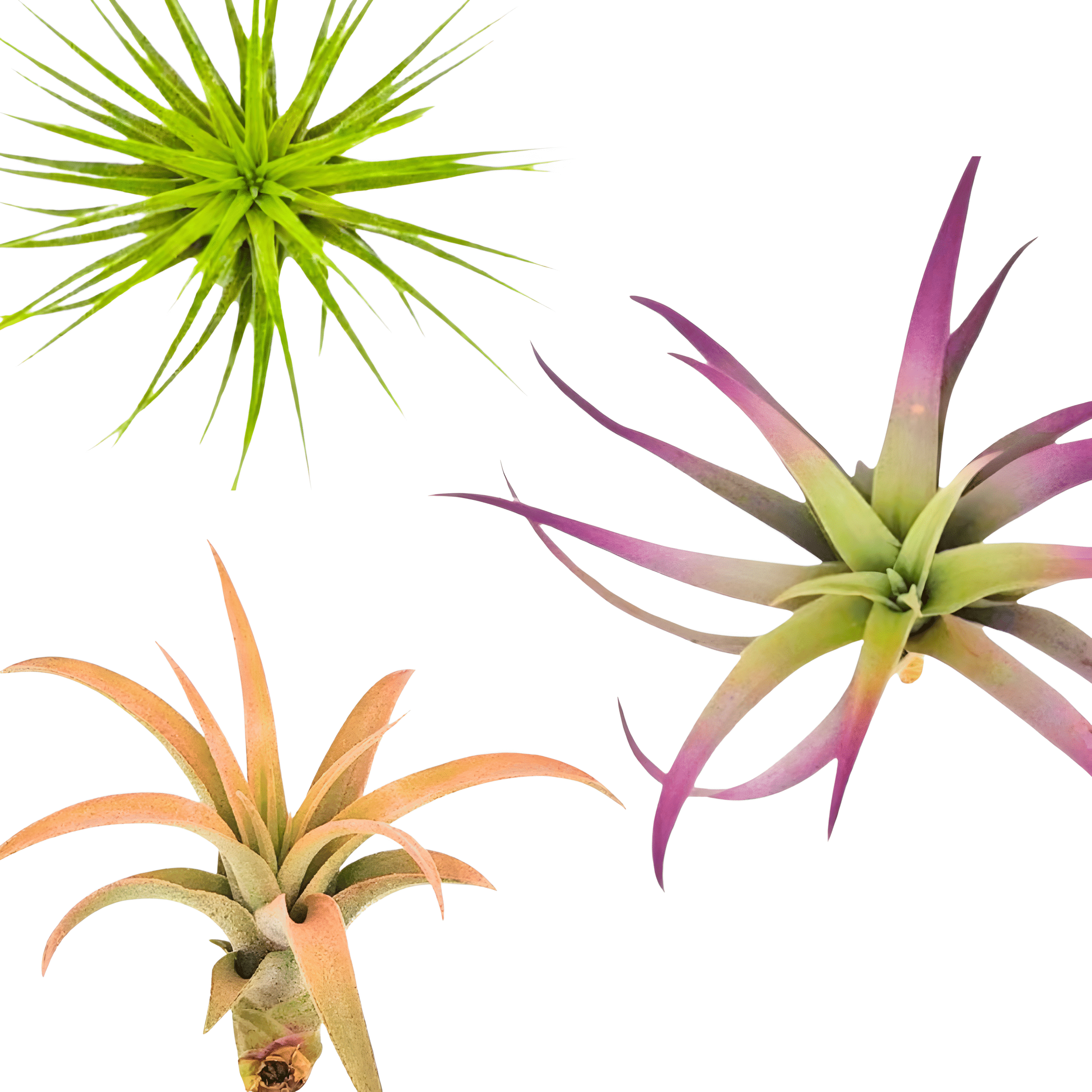 Russell's air plants — availability