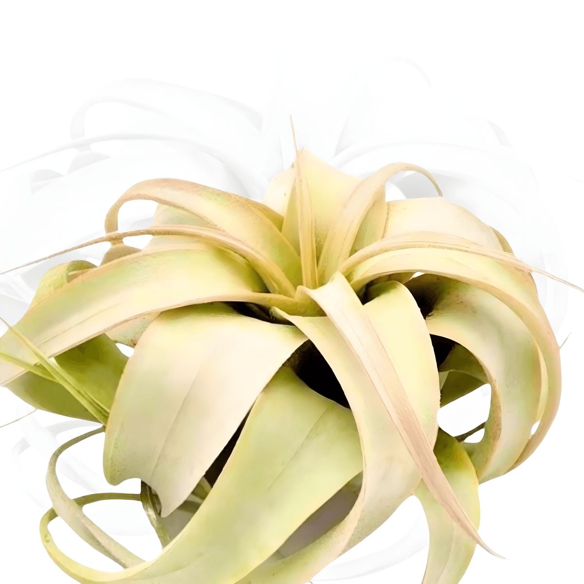 Russell's greenhouse — quality growing conditions