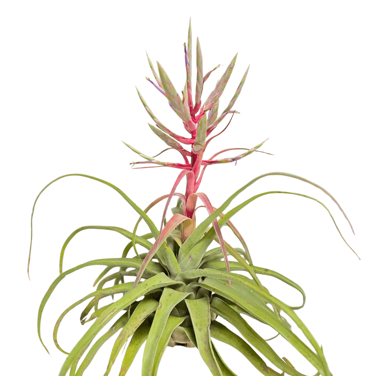 Russell's variety — tillandsia collection