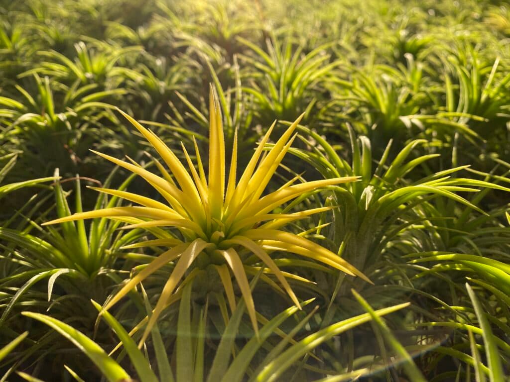 Air plant display 1