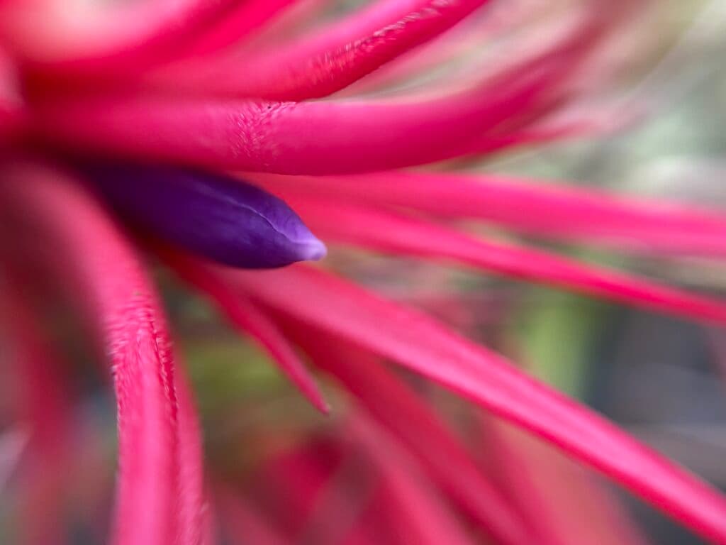 Air plant display 10