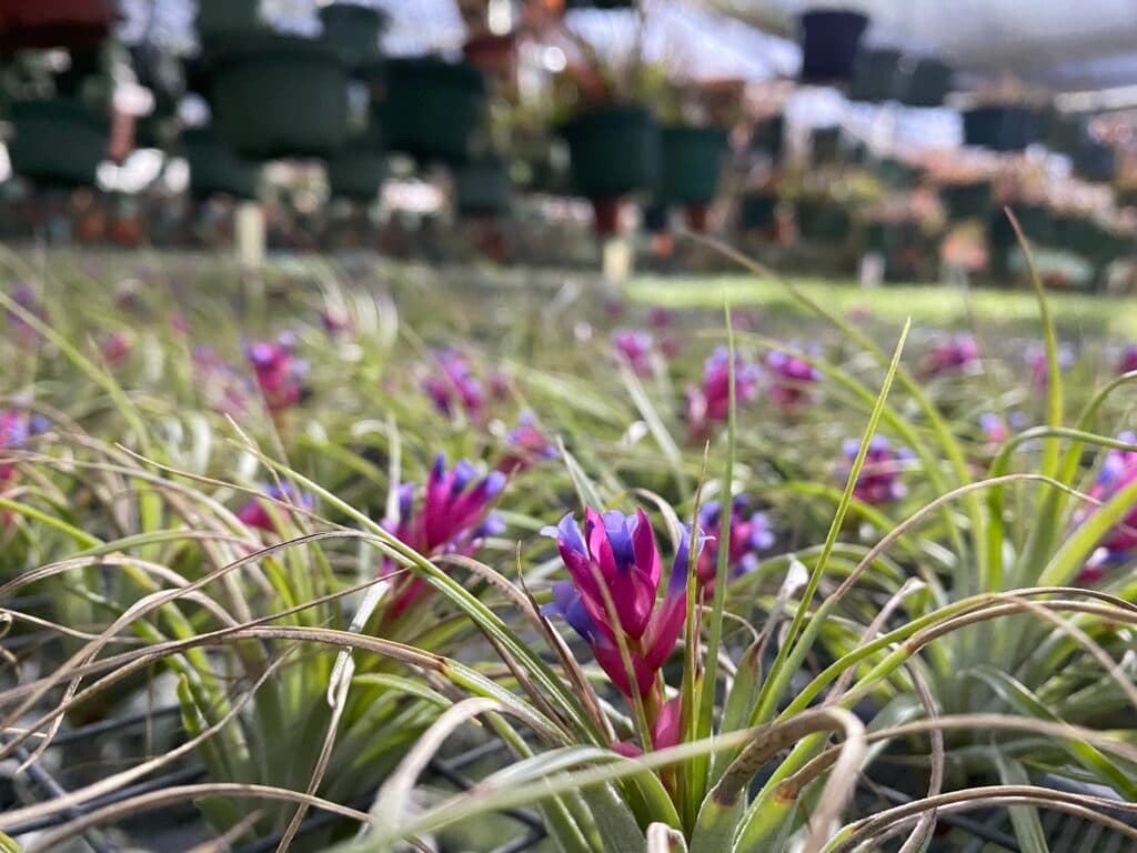 Air plant display 2