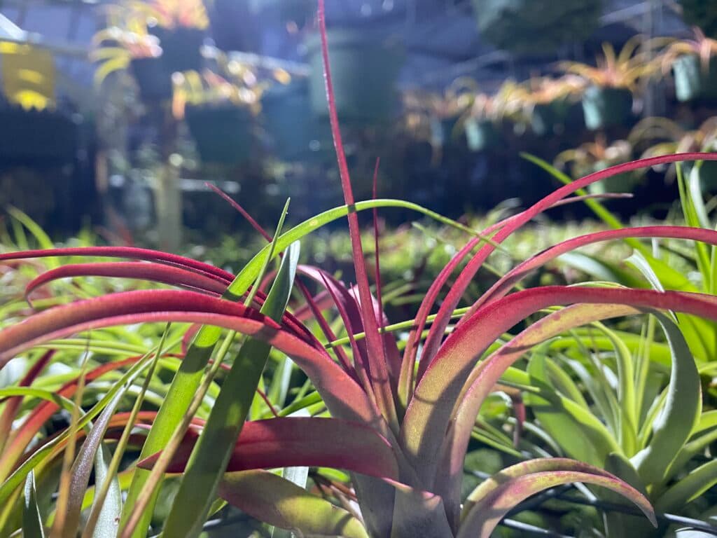 Air plant display 3