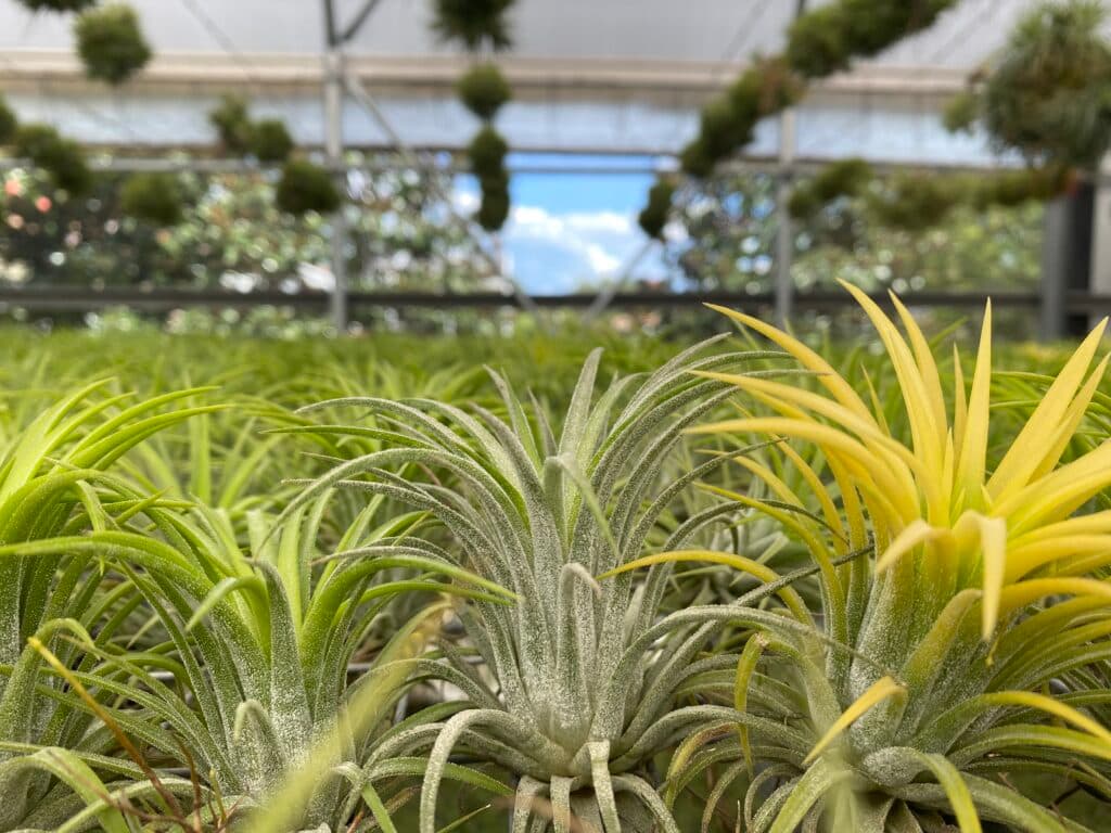 Air plant display 4