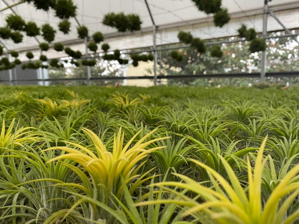 Air plant display 5