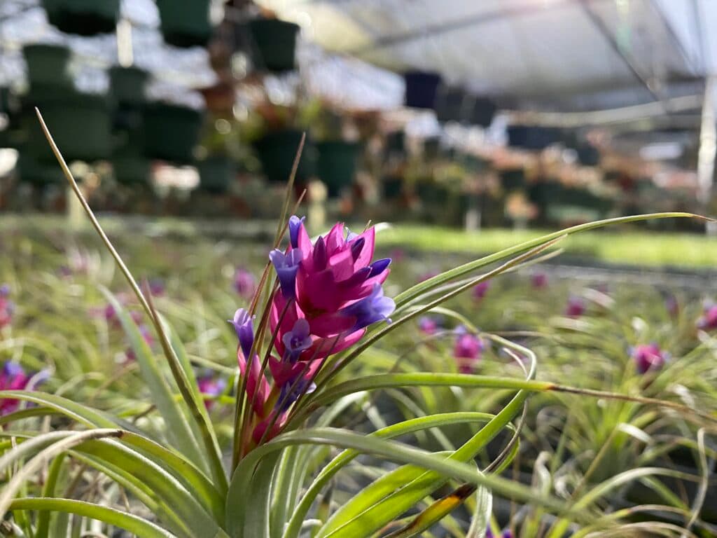 Air plant display 6