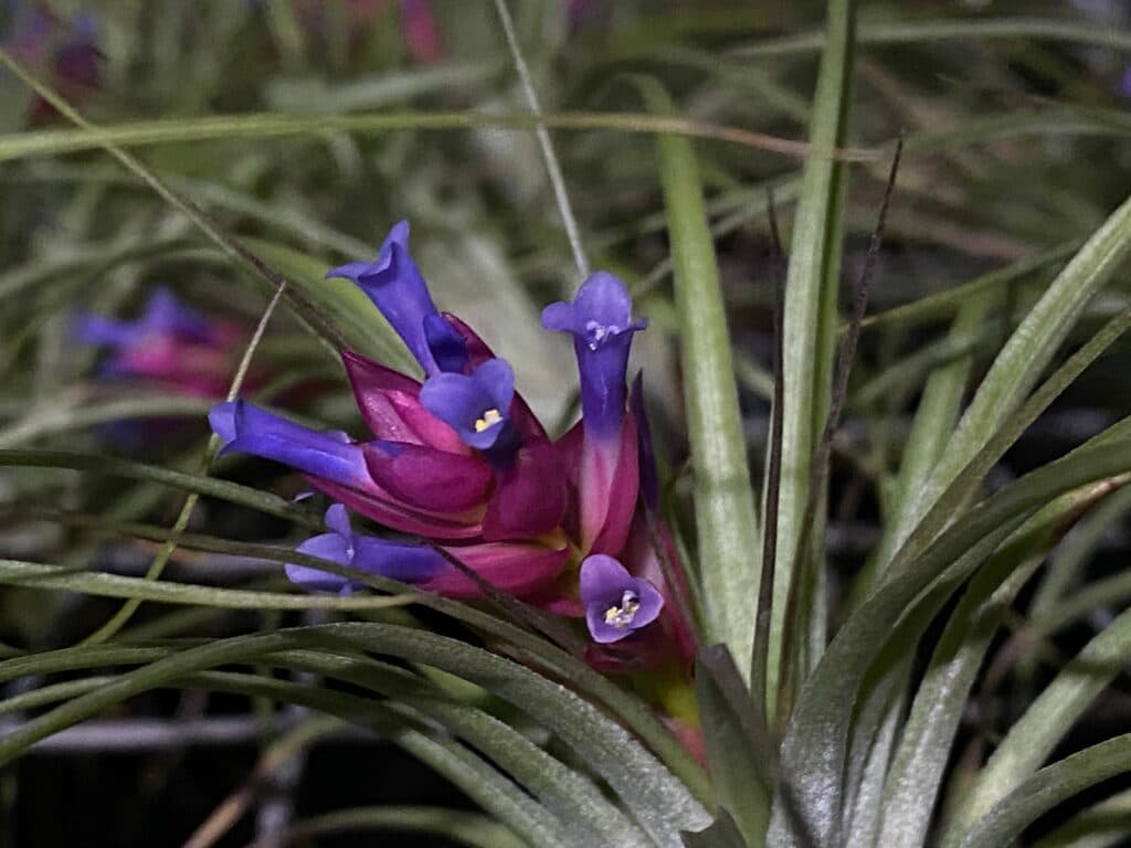 Air plant display 7