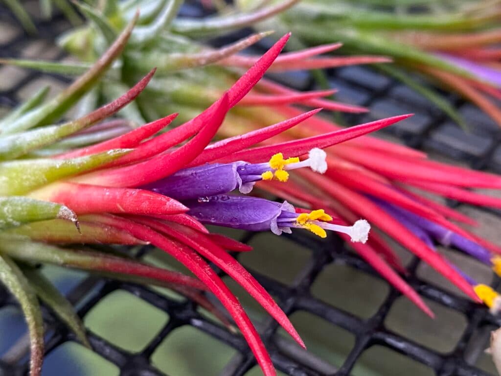 Air plant display 8