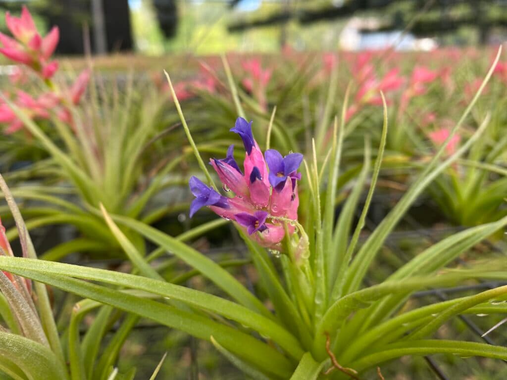 Air plant display 9