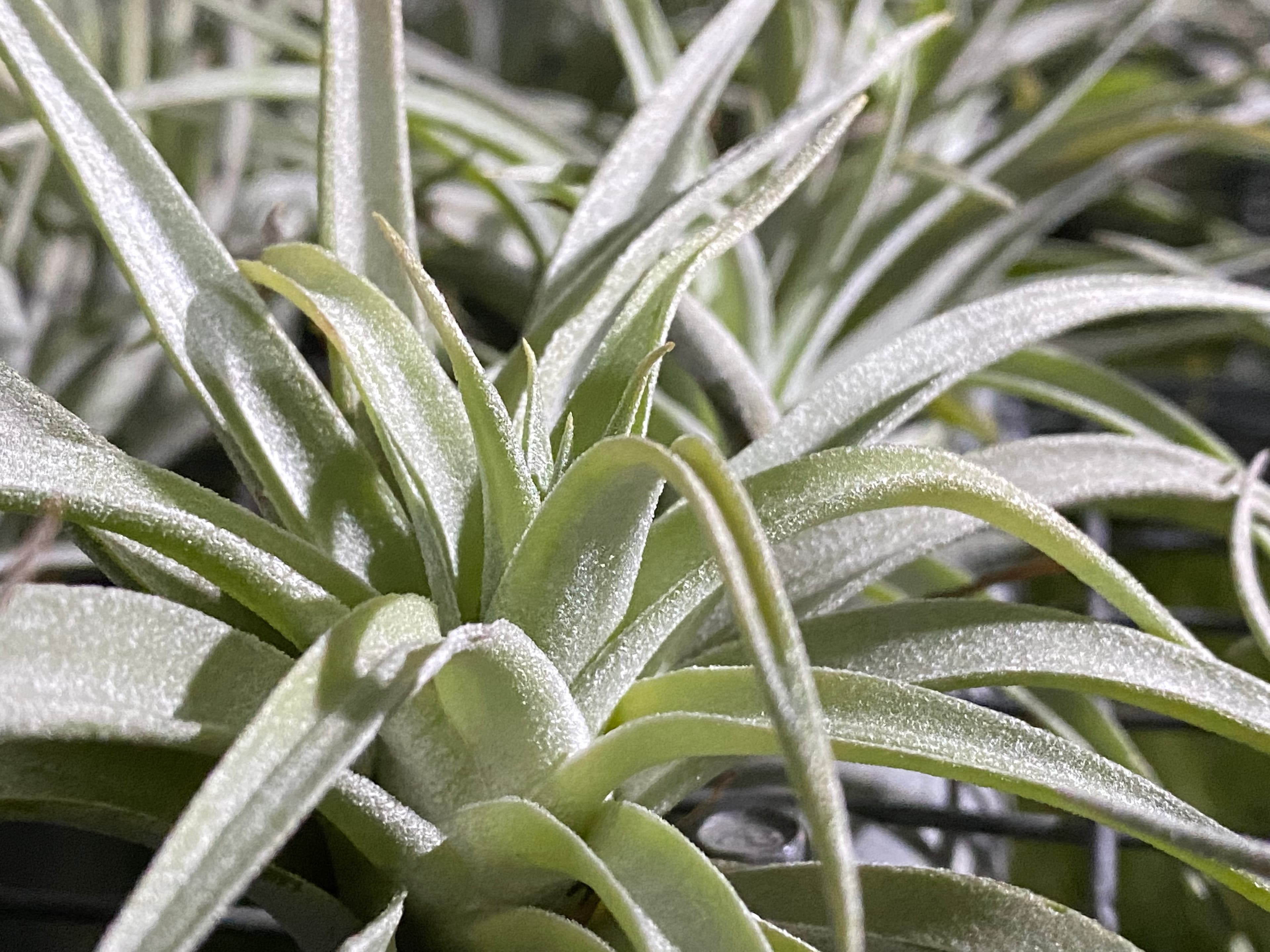 Tillandsia air plant collection