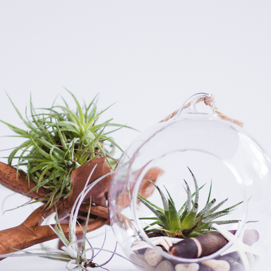 Indoor Care
