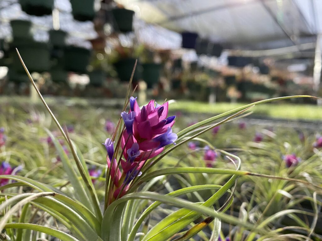 About Air Plants  What Are Tillandsia? | Russell's Bromeliads