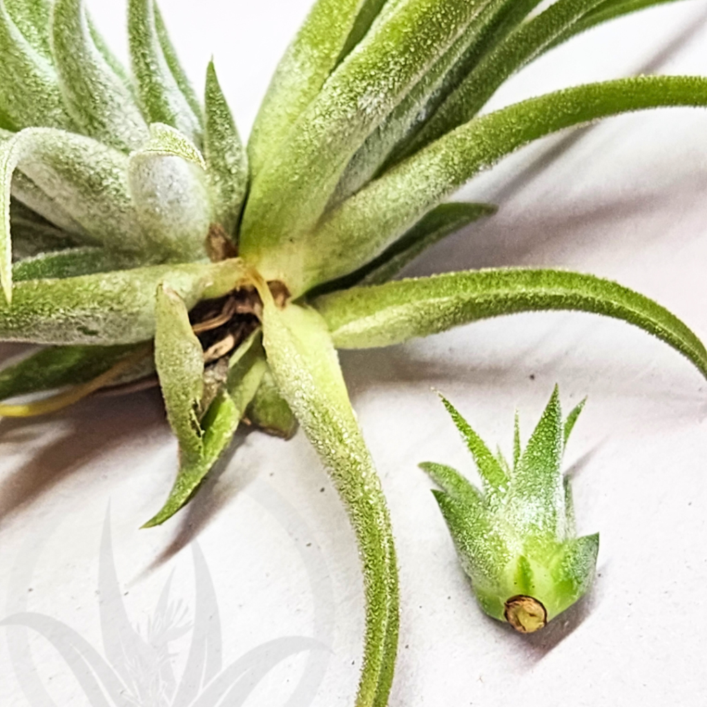 About Air Plants  What Are Tillandsia? | Russell's Bromeliads