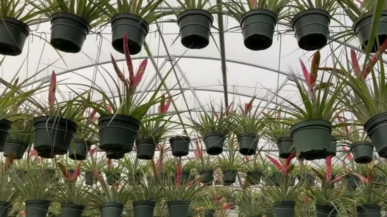 house plant basket small hanging pot (pack of 20) – Unsolicited Plant Talks main image 0